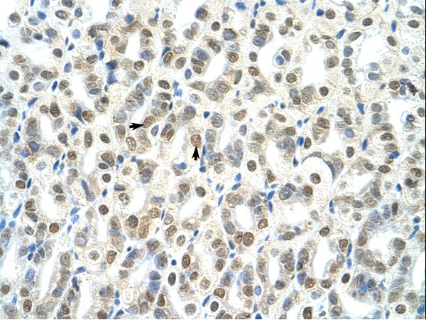 THG-1 / TSC22D4 Antibody - Mouse Stomach.  This image was taken for the unconjugated form of this product. Other forms have not been tested.