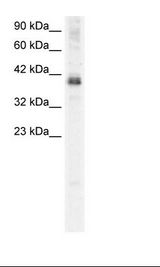 THG-1 / TSC22D4 Antibody - HepG2 Cell Lysate.  This image was taken for the unconjugated form of this product. Other forms have not been tested.