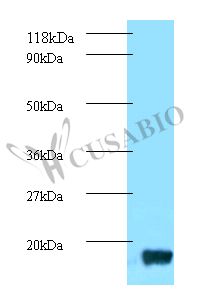 Thioredoxin-1 Antibody - Western blot. All lanes: Thioredoxin-1 antibody at 2 ug/ml+DH5a whole cell lysate. Secondary antibody: Goat polyclonal to Rabbit IgG at 1:10000 dilution. Predicted band size: 12 kDa. Observed band size: 12 kDa. This image was taken for the unconjugated form of this product. Other forms have not been tested.