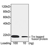 Thioredoxin / TRX Tag Antibody - Western blot of Trx-tagged fusion protein using Trx-tag Antibody, mAb, Mouse (Trx-tag Antibody, mAb, Mouse, 1 ug/ml) The signal was developed with Goat Anti-Mouse IgG (H&L) [HRP] Polyclonal Antibody (Trx-tag Antibody, mAb, Mouse, 1:50,000) and LumiSensor HRP Substrate Kit Predicted Size: 18 kD Observed Size: 18 kD