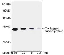 Thioredoxin / TRX Tag Antibody - Western blot of Trx-tagged fusion protein using Trx-tag Antibody, pAb, Goat (Trx-tag Antibody, pAb, Goat, 0.1 ug/ml) The signal was developed with Donkey Anti-Goat IgG Antibody (H&L) [HRP], pAb and LumiSensor HRP Substrate Kit Predicted Size: 35 KD Observed Size: 35 KD