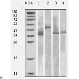 Thioredoxin / TRX Tag Antibody - Western Blot (WB) analysis using Thioredoxin Monoclonal Antibody against specific fusion protein with Thioredoxin tag.