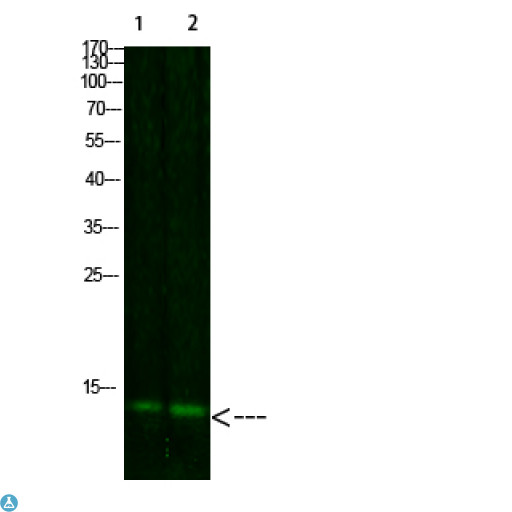 Thioredoxin / TRX Tag Antibody - Western Blot analysis of 1) mouse liver, 2) HeLa cells using primary antibody diluted at 1:2000 (4°C overnight) . Secondary antibody: Goat Anti-rabbit IgG IRDye 800 (diluted at 1:5000, 25°C, 1 hour).