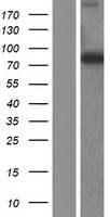 THNSL1 Protein - Western validation with an anti-DDK antibody * L: Control HEK293 lysate R: Over-expression lysate