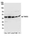THOC3 Antibody - Detection of human and mouse THOC3 by western blot. Samples: Whole cell lysate (50 µg) from HeLa, HEK293T, Jurkat, mouse TCMK-1, and mouse NIH 3T3 cells prepared using NETN lysis buffer. Antibody: Affinity purified rabbit anti-THOC3 antibody used for WB at 0.1 µg/ml. Detection: Chemiluminescence with an exposure time of 30 seconds.
