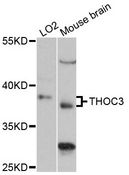THOC3 Antibody - Western blot analysis of extracts of various cell lines, using THOC3 antibody at 1:3000 dilution. The secondary antibody used was an HRP Goat Anti-Rabbit IgG (H+L) at 1:10000 dilution. Lysates were loaded 25ug per lane and 3% nonfat dry milk in TBST was used for blocking. An ECL Kit was used for detection and the exposure time was 90s.