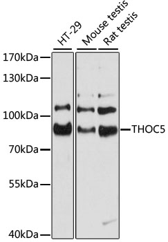 THOC5 Antibody - Western blot analysis of extracts of various cell lines, using THOC5 antibody at 1:3000 dilution. The secondary antibody used was an HRP Goat Anti-Rabbit IgG (H+L) at 1:10000 dilution. Lysates were loaded 25ug per lane and 3% nonfat dry milk in TBST was used for blocking. An ECL Kit was used for detection and the exposure time was 10s.