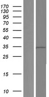 THOC6 Protein - Western validation with an anti-DDK antibody * L: Control HEK293 lysate R: Over-expression lysate