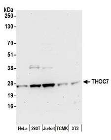THOC7 Antibody - Detection of human and mouse THOC7 by western blot. Samples: Whole cell lysate (50 µg) from HeLa, HEK293T, Jurkat, mouse TCMK-1, and mouse NIH 3T3 cells prepared using NETN lysis buffer. Antibody: Affinity purified rabbit anti-THOC7 antibody used for WB at 0.1 µg/ml. Detection: Chemiluminescence with an exposure time of 30 seconds.