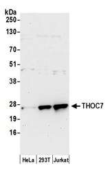 THOC7 Antibody - Detection of human THOC7 by western blot. Samples: Whole cell lysate (50 µg) from HeLa, HEK293T, and Jurkat cells prepared using NETN lysis buffer. Antibody: Affinity purified rabbit anti-THOC7 antibody used for WB at 0.1 µg/ml. Detection: Chemiluminescence with an exposure time of 30 seconds.