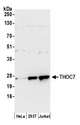 THOC7 Antibody - Detection of human THOC7 by western blot. Samples: Whole cell lysate (50 µg) from HeLa, HEK293T, and Jurkat cells prepared using NETN lysis buffer. Antibody: Affinity purified rabbit anti-THOC7 antibody used for WB at 0.1 µg/ml. Detection: Chemiluminescence with an exposure time of 30 seconds.