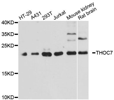 THOC7 Antibody - Western blot analysis of extracts of various cell lines, using THOC7 antibody at 1:3000 dilution. The secondary antibody used was an HRP Goat Anti-Rabbit IgG (H+L) at 1:10000 dilution. Lysates were loaded 25ug per lane and 3% nonfat dry milk in TBST was used for blocking. An ECL Kit was used for detection and the exposure time was 60s.