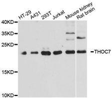 THOC7 Antibody - Western blot analysis of extracts of various cell lines, using THOC7 antibody at 1:3000 dilution. The secondary antibody used was an HRP Goat Anti-Rabbit IgG (H+L) at 1:10000 dilution. Lysates were loaded 25ug per lane and 3% nonfat dry milk in TBST was used for blocking. An ECL Kit was used for detection and the exposure time was 60s.