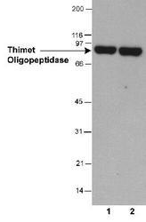 THOP1 / Thimet Oligopeptidase Antibody - Detection of thimet oligopeptidase in HeLa whole cell lysate (30 ug). Lane 1: 0.5 ug/ml; lane 2: 2 ug/ml. 1 minute ECL exposure.  This image was taken for the unconjugated form of this product. Other forms have not been tested.