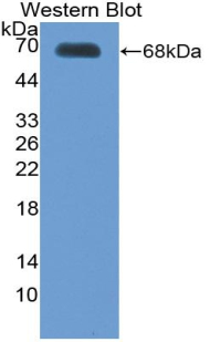 THPO / TPO / Thrombopoietin Antibody - Western blot of recombinant THPO / TPO / Thrombopoietin.