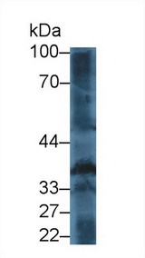 THPO / TPO / Thrombopoietin Antibody - Western Blot; Sample: Mouse Cerebrum lysate; Primary Ab: 2µg/mL Rabbit Anti-Human TPO Antibody Second Ab: 0.2µg/mL HRP-Linked Caprine Anti-Rabbit IgG Polyclonal Antibody