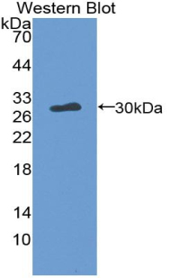 THPO / TPO / Thrombopoietin Antibody - Western blot of recombinant THPO / TPO / Thrombopoietin.