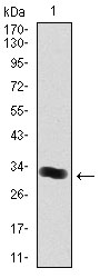 THPO / TPO / Thrombopoietin Antibody - Western blot using THPO monoclonal antibody against human THPO (AA: 250-303) recombinant protein. (Expected MW is 30 kDa)