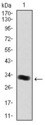 THPO / TPO / Thrombopoietin Antibody - Western blot using THPO monoclonal antibody against human THPO (AA: 250-303) recombinant protein. (Expected MW is 30 kDa)