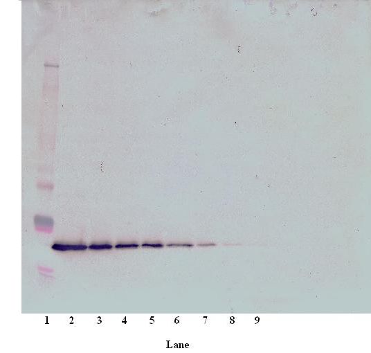 THPO / TPO / Thrombopoietin Antibody - Western Blot (non-reducing) of Thrombopoietin antibody. This image was taken for the unconjugated form of this product. Other forms have not been tested.