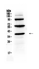 THPO / TPO / Thrombopoietin Antibody - Western blot - Anti-Thrombopoietin Picoband Antibody