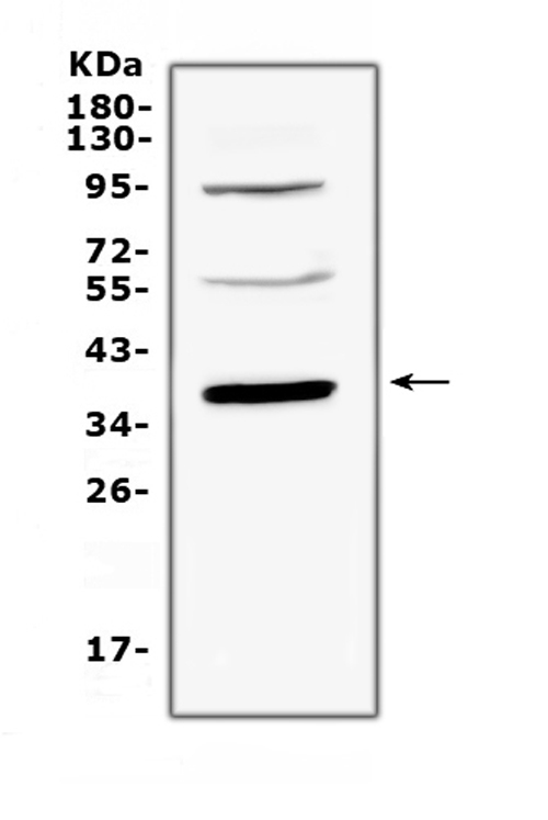 THPO / TPO / Thrombopoietin Antibody - Western blot analysis of Thrombopoietin using anti-Thrombopoietin antibody. Electrophoresis was performed on a 5-20% SDS-PAGE gel at 70V (Stacking gel) / 90V (Resolving gel) for 2-3 hours. The sample well of each lane was loaded with 50ug of sample under reducing conditions. Lane 1: mouse liver tissue lysates. After Electrophoresis, proteins were transferred to a Nitrocellulose membrane at 150mA for 50-90 minutes. Blocked the membrane with 5% Non-fat Milk/ TBS for 1.5 hour at RT. The membrane was incubated with rabbit anti-Thrombopoietin antigen affinity purified polyclonal antibody at 0.5 µg/mL overnight at 4°C, then washed with TBS-0.1% Tween 3 times with 5 minutes each and probed with a goat anti-rabbit IgG-HRP secondary antibody at a dilution of 1:10000 for 1.5 hour at RT. The signal is developed using an Enhanced Chemiluminescent detection (ECL) kit with Tanon 5200 system. A specific band was detected for Thrombopoietin at approximately 38KD. The expected band size for Thrombopoietin is at 38KD.