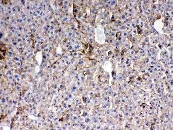 THPO / TPO / Thrombopoietin Antibody - IHC testing of FFPE mouse liver tissue with Thrombopoietin antibody at 1ug/ml. Required HIER: steam section in pH6 citrate buffer for 20 min and allow to cool prior to testing.