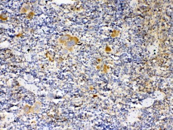 THPO / TPO / Thrombopoietin Antibody - IHC testing of FFPE mouse spleen tissue with Thrombopoietin antibody at 1ug/ml. Required HIER: steam section in pH6 citrate buffer for 20 min and allow to cool prior to testing.