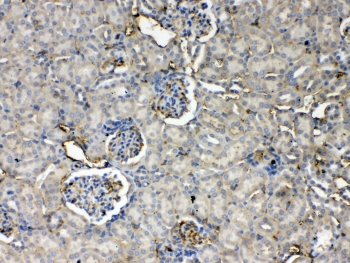 THPO / TPO / Thrombopoietin Antibody - IHC testing of FFPE mouse kidney tissue with Thrombopoietin antibody at 1ug/ml. Required HIER: steam section in pH6 citrate buffer for 20 min and allow to cool prior to testing.