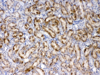 THPO / TPO / Thrombopoietin Antibody - IHC testing of FFPE rat kidney tissue with Thrombopoietin antibody at 1ug/ml. Required HIER: steam section in pH6 citrate buffer for 20 min and allow to cool prior to testing.