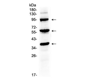 THPO / TPO / Thrombopoietin Antibody - Western blot testing of mouse liver tissue lysate with Thrombopoietin antibody at 0.5ug/ml. Predicted molecular weight: 38 kDa, routinely observed at 40-55 kDa (unmodified), 80-95 kDa (glycosylated).