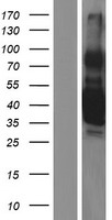 THPO / TPO / Thrombopoietin Protein - Western validation with an anti-DDK antibody * L: Control HEK293 lysate R: Over-expression lysate