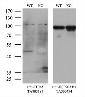 THRA / THR Alpha Antibody - Equivalent amounts of cell lysates  and THRA-Knockout Hela cells  were separated by SDS-PAGE and immunoblotted with anti-THRA monoclonal antibodyThen the blotted membrane was stripped and reprobed with anti-HSP90AB1 antibody  as a loading control. (1:500)