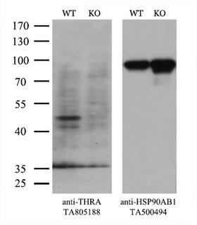THRA / THR Alpha Antibody - Equivalent amounts of cell lysates  and THRA-Knockout Hela cells  were separated by SDS-PAGE and immunoblotted with anti-THRA monoclonal antibodyThen the blotted membrane was stripped and reprobed with anti-HSP90AB1 antibody  as a loading control. (1:500)