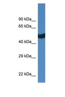 THRA / THR Alpha Antibody - THRA antibody Western blot of Rat Muscle lysate. Antibody concentration 1 ug/ml. This image was taken for the unconjugated form of this product. Other forms have not been tested.