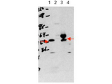 THRA / THR Alpha Antibody - Anti-THRA Antibody - Western Blot. Western blot of affinity purified anti-THRA antibody shows detection of purified recombinant THRA (lane 1) and THRA present in a 293 cell lysate after transient transfection with THRA (lane 3). No staining is evident in lysates from mock-transfected 293 cells (lane 2). Endogenous THRA is not detected in mouse brain whole cell lysate (lane 4). Nuclear extracts may be required to detect endogenous THRA as the protein localizes within the nucleus. The band at ~55 kD, indicated by the arrowhead, corresponds to THRA. Personal communication, S. Cheng and H. Ying, NCI, Bethesda, MD.