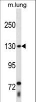 THRAP3 / TRAP150 Antibody - THRAP3 Antibody western blot of mouse lung tissue lysates (35 ug/lane). The THRAP3 antibody detected the THRAP3 protein (arrow).