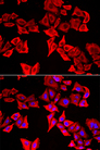 THRSP Antibody - Immunofluorescence analysis of U20S cells.