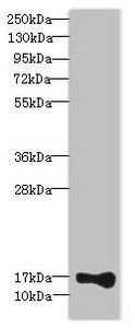 THRSP Antibody - Western blot All Lanes: THRSPantibody at 2.13ug/ml+ K562 whole cell lysate Goat polyclonal to rabbit at 1/10000 dilution Predicted band size: 17 kDa Observed band size: 17 kDa