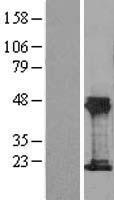 THRSP Protein - Western validation with an anti-DDK antibody * L: Control HEK293 lysate R: Over-expression lysate