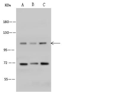 THSD1 / TMTSP Antibody - Anti-Thsd1 rabbit polyclonal antibody at 1:500 dilution. Lane A: Mouse spleen tissue lysate. Lane B: Mouse brain tissue lysate. Lane C: NIH-3T3 Whole Cell Lysate. Lysates/proteins at 30 ug per lane. Secondary: Goat Anti-Rabbit IgG (H+L)/HRP at 1/10000 dilution. Developed using the ECL technique. Performed under reducing conditions. Predicted band size: 95 kDa. Observed band size: 110 kDa.