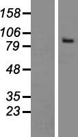 THSD1 / TMTSP Protein - Western validation with an anti-DDK antibody * L: Control HEK293 lysate R: Over-expression lysate