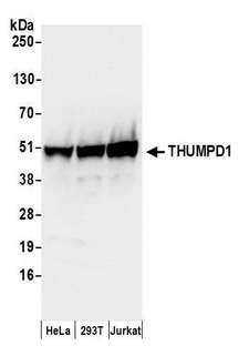 THUMPD1 Antibody - Detection of human THUMPD1 by western blot. Samples: Whole cell lysate (50 µg) from HeLa, HEK293T, and Jurkat cells prepared using NETN lysis buffer. Antibodies: Affinity purified rabbit anti-THUMPD1 antibody used for WB at 0.1 µg/ml. Detection: Chemiluminescence with an exposure time of 10 seconds.