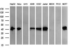 THUMPD1 Antibody - Western blot of extracts (35 ug) from 9 different cell lines by using anti-THUMPD1 monoclonal antibody (HepG2: human; HeLa: human; SVT2: mouse; A549: human; COS7: monkey; Jurkat: human; MDCK: canine; PC12: rat; MCF7: human).