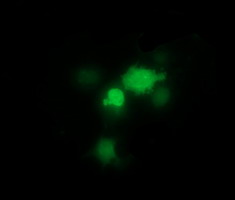 THUMPD1 Antibody - Anti-THUMPD1 mouse monoclonal antibody immunofluorescent staining of COS7 cells transiently transfected by pCMV6-ENTRY THUMPD1.