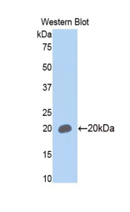 THY1 / CD90 Antibody - Western blot of recombinant THY1 / CD90.  This image was taken for the unconjugated form of this product. Other forms have not been tested.