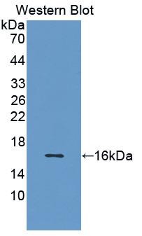 THY1 / CD90 Antibody - Western Blot; Sample: Recombinant protein.