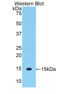 THY1 / CD90 Antibody - Western blot of recombinant THY1 / CD90.  This image was taken for the unconjugated form of this product. Other forms have not been tested.