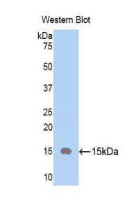 THY1 / CD90 Antibody - Western blot of recombinant THY1 / CD90.  This image was taken for the unconjugated form of this product. Other forms have not been tested.