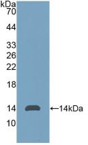 THY1 / CD90 Antibody - Western Blot; Sample: Recombinant Thy1, Human.